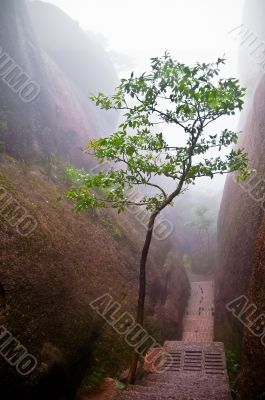 Tree in a mountain path