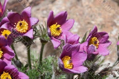 Pasque flower