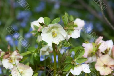 Helleborus niger