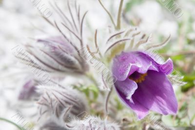 Pasque flower