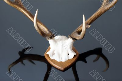 Deer antlers 