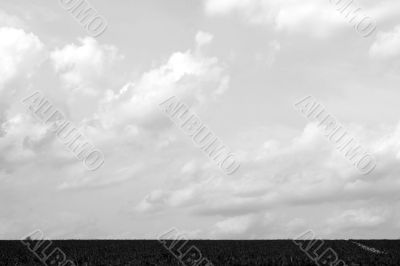 sky and field sky and field