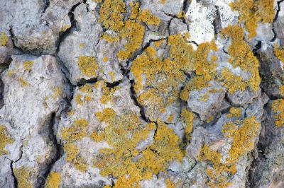 Lichens on limestone