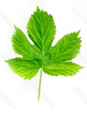 Green leaf of hop isolated