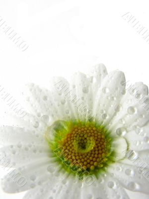 Daisy flower isolated