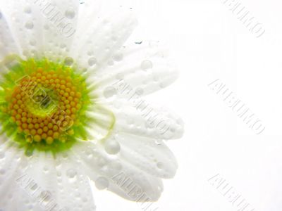 Daisy flower isolated