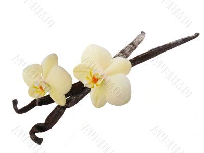 Vanilla pods and flowers