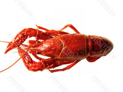 Closup of crawfish isolated