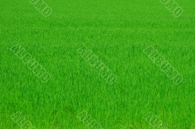 Green grass background