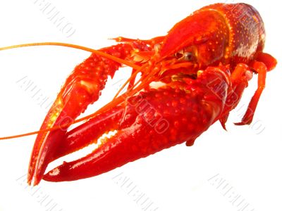 Closup of crawfish isolated