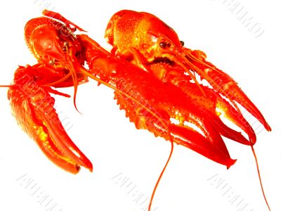 Close up of two crawfish isolated