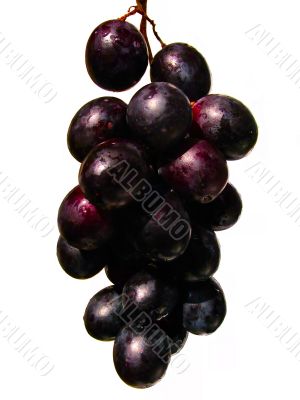 Fresh red grapes branch with water drops