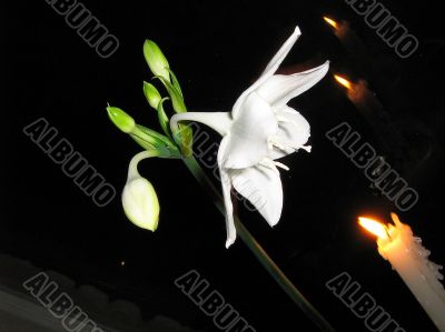 Lily flower and candles on a black background