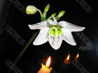 Lily flower and candles on a black background