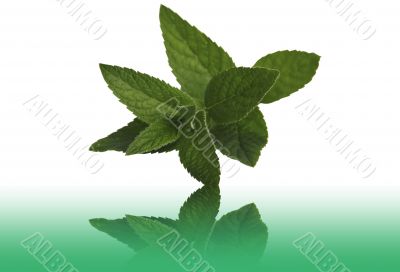 Mint medicinal on a table with a reflection