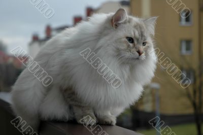 Siberian pedigree cat 2