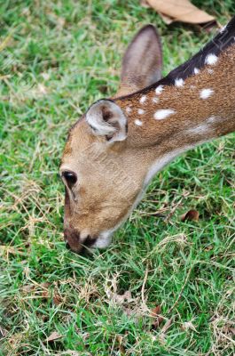 female deer eating some grass