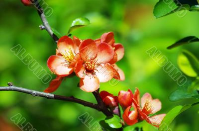 A close-up of a pinky red quince flower.