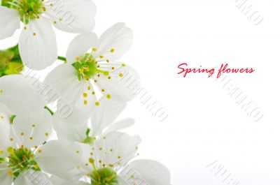 Spring flowers border with sample text 