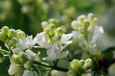 White lilac flowers closeup 