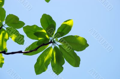 fresh leaves of magnolia against blue sky 