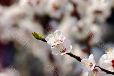 Pink apricot flowers on the branch. Spring time. 