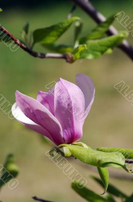 Blossoming of magnolia flower in spring time 
