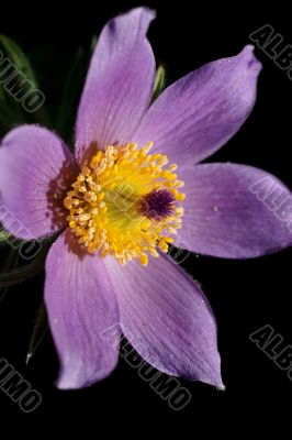 Pasque flower