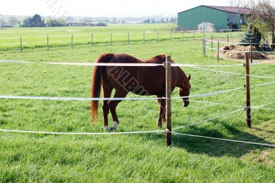 Horse on a pasture