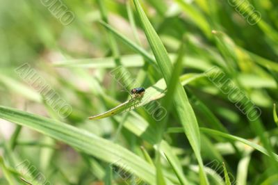 Green beetle