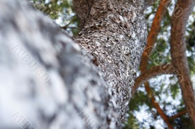 Close-up woods tree