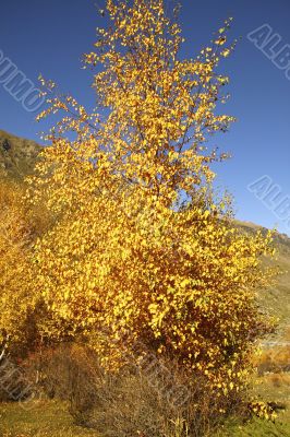 Yellow striking birch on a background sky and mountains