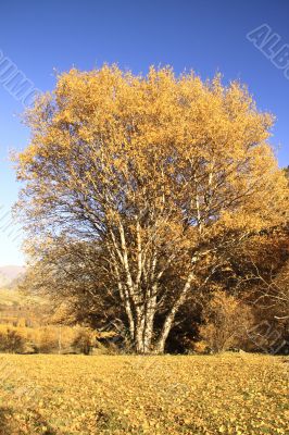 Yellow striking birch on a background sky and mountains