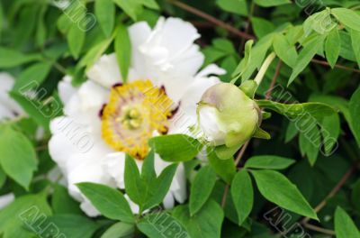A white perfect peony over natural background