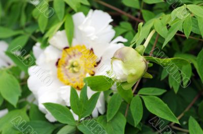 A white perfect peony over natural background A white perfect peony over natural background