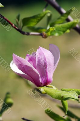 Pink a bloom of magnolia flower with beautiful bokeh 