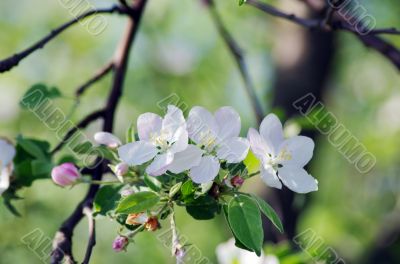 blossom apple tree. Apple flowers close-up. blossom apple tree. Apple flowers close-up.