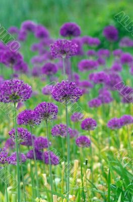 Close up of the flowers of some allium with butterfly 