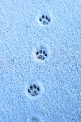Hare trace on a fresh snow