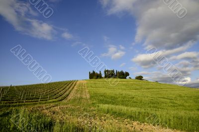 Vineyards