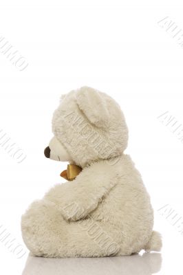 White teddy bear White teddy bear