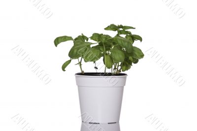 Basil in pot