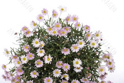 Daisy flower bouquet