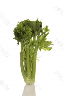 Celery bunch