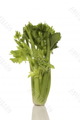 Celery bunch Celery bunch
