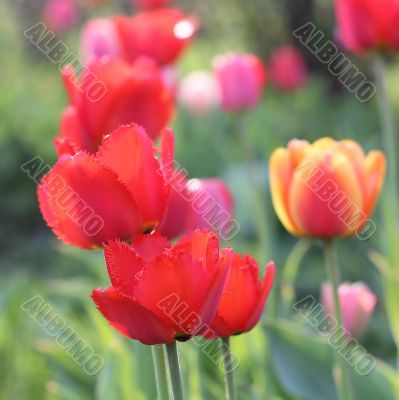  Red Tulips