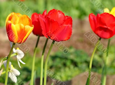  Red Tulips