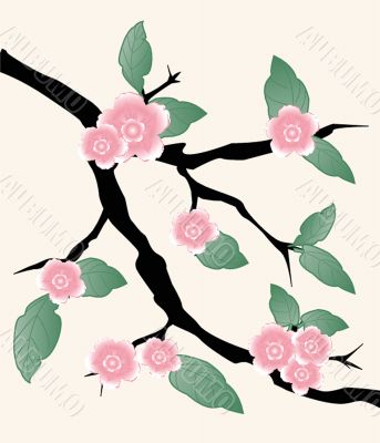 Blossom cherry - Greeting Card Blossom cherry - Greeting Card
