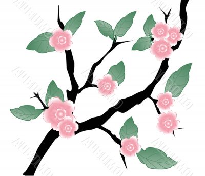 Blossom cherry - Greeting Card