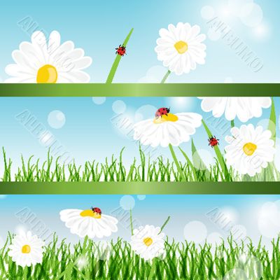 Summer banners with daisy and ladybugs in green grass